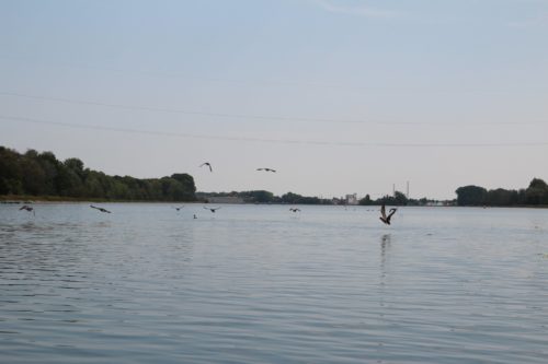Vögel auf der Donau